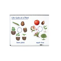 특대형 자석 식물의 한살이 모형 Giant Magnetic Plant Life Cycles, 본상품선택