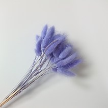 하니팜 라그라스 강아지풀 프리저브드플라워, 보라