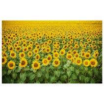 해바라기 아크릴 액자, 혼합색상