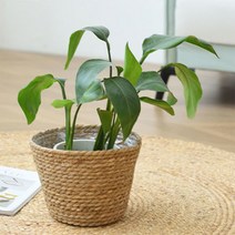 영누몰 핸드메이드 라탄 화분 바구니 A 심플 S, 혼합색상