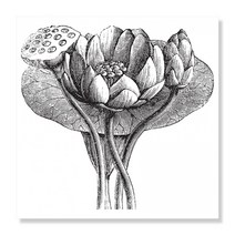 디아섹액자 벽걸이용, American Lotus