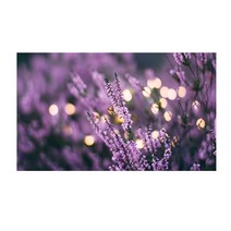 UVDS 주방아트보드 반딧불이 가득한 라벤더거리, 1개