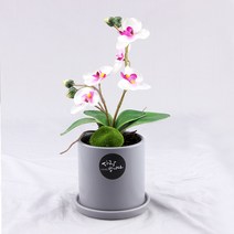 행복한세상 사랑미니 호접란 화분, 그레이(화이트), 1개