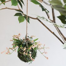 도시정원 싸리 원형볼 조화 행잉, 핑크