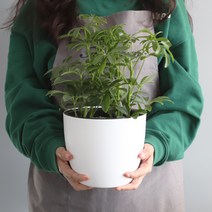 모리앤 물주는 시기를 알수있는 플랜트 눈금화분 원형, 화이트