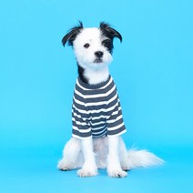 플로트 스탠다드 강아지 골지 티셔츠, 차콜