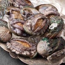 아라보감 산소 품은 국산 전복 500g, 꼬마(11~15미), 1개