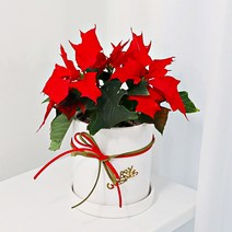 포인세티아 화분전구세트 1+1 크리스마스 집들이 선물 실내공기정화식물, 포인세티아(2개), 커버화분(화이트)2개+전구(2개)+레드끈(2개)