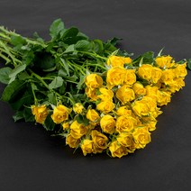 로즈피아 생화 장미 9대 23송이 이상, 노랑