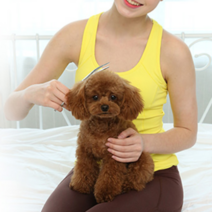 제스파 피카노리 퍼피스 반려동물 커브 미용가위 ZPC70RE2, 레드볼트, 1개