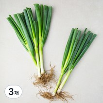 국내산 흙대파, 750g, 3개