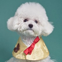 도그아이 강아지 나비 한복 케이프 M, 옐로우, 1개