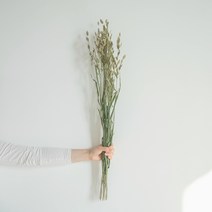 가팡 미스티블루 드라이플라워 DRYB232, 02번 그린