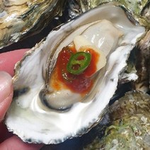 [산지발송] 당일새벽조업 통영 1등급 제철 하프쉘굴 20미, 상세페이지 참조