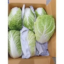 강원도 알배추 알배기 쌈배추 통배추 6입 12입, 12개입