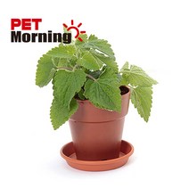 펫모닝 고양이 캣닙 화분재배세트, 4세트, 캣닙 재배세트[PMC-296]