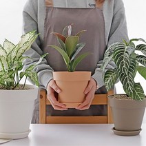 주부 홈가드닝 식물테리어 아스파라거스나누스 화분 상추키우기 실내텃밭, 브라운_2호, 1개