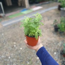 피나타라벤더 라벤다 소품 10~25cm 23 허브 야생화