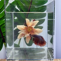 베타 실크 플라워베드 꽃침대 국화 샴페인, 1개