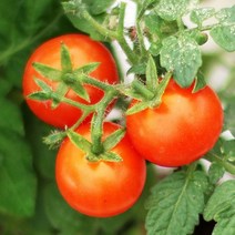 씨드깃발 방울토마토 모종 베란다 텃밭 식물 기르기 키우기, 상세페이지 참조