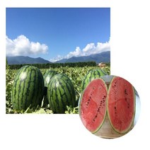 함안 명품수박, 4kg내외, 1개