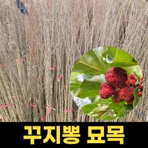 꾸지뽕 묘목 꾸찌뽕나무 구지뽕 실생2년 묘목 1주