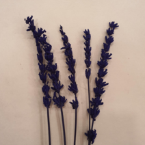 밍블랑 셀프인테리어 디퓨저재료 모음 DIY 디퓨저 공병 섬유스틱 리필오일 디퓨저스틱, 1개, 라벤더(5줄기)