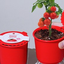 미미 그로우키트 - 방울토마토/화분키우기 씨앗심기 재배세트