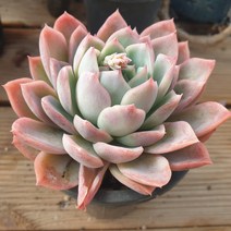 [수암다육] 뉴가이 랜덤발송 Echeveria 랜덤발송 다육 다육이 다육식물 526