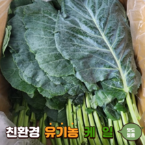 친환경 유기농 케일 즙용 1kg Kale 녹즙용 주스용 쥬스용 쌈용 쌈케일 신선초 레드비트 비트 녹즙재료, 1개