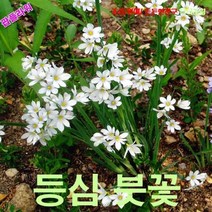 팝플라워 등심붓꽃 흰색 씨앗 10립
