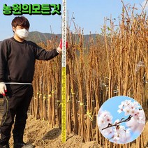 벚꽃나무 묘목 1년생 왕 벚나무 겹벚나무 수양벚 능수벚 3년생, 수양벚나무, 2m50