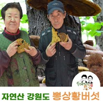 뽕나무상황버섯 강원도 자연산 뽕상황버섯 국산상황버섯, 뽕상황버섯절단1kg, 1개