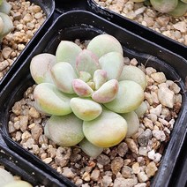 [다육식물]버블캔디