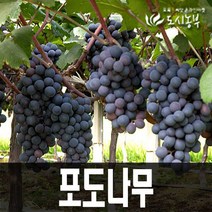 포도나무/청포도나무/켐벨나무/머루포도나무/유실수, 홍단 삽목1년 특묘(2주)