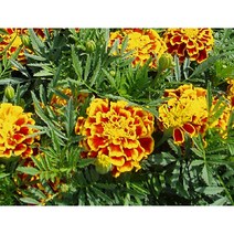 씨앗 메리골드 듀랑고 비(프렌치메리골드) 10립