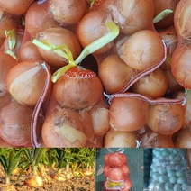 창녕양파 산지직송 햇양파 저장양파 지양파 3kg 5kg 10kg, 특대