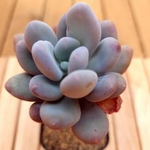 홍미인 키우기 쉬운 실내 화분 예쁜다육 1-30랜덤발송, 단품