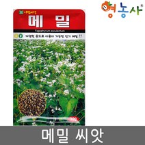 아람 메밀씨앗 30g
