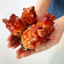 신선한 통영 제철 활 멍게 손질 깐멍게 자연산 돌멍게 산지직송, 활멍게 1kg