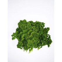 생파슬리 파슬리 파세리 500g, 생 파슬리 500g