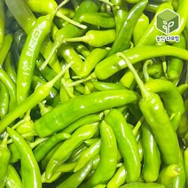 풋고추 아삭이고추 오이맛 오이고추 상 10kg, 단품