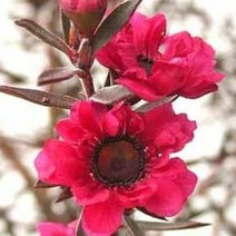 묘목-호주매화-레드(겹꽃) 9cm포트 2개 KM324-1