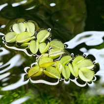 별도표기 생이가래 부상수초 구피치어 수생식물, 1개