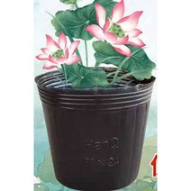무공 소프트 비닐 화분 연꽃 수련 수배양 포트 100개, 지름 19cm  높이 17cm X 100개