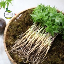 순수 새싹삼 대 100 뿌리 [대 (25cm 내외) 1box 선물포장 가능], 일반 포장