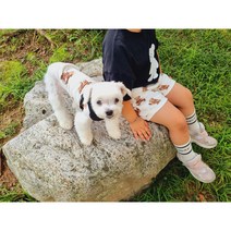 유아동복 소풍 곰돌이 맨투맨 상하세트