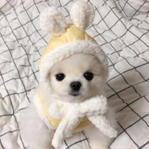 야오야오 강아지 패딩 조끼+토끼모자 세트, 노랑