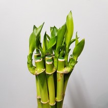 개운죽20cm 1묶음 10개입, 10개