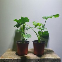 식물학박사 1+1 호프셀렘 셀럼 셀램 무배특가 공기정화식물 반려식물